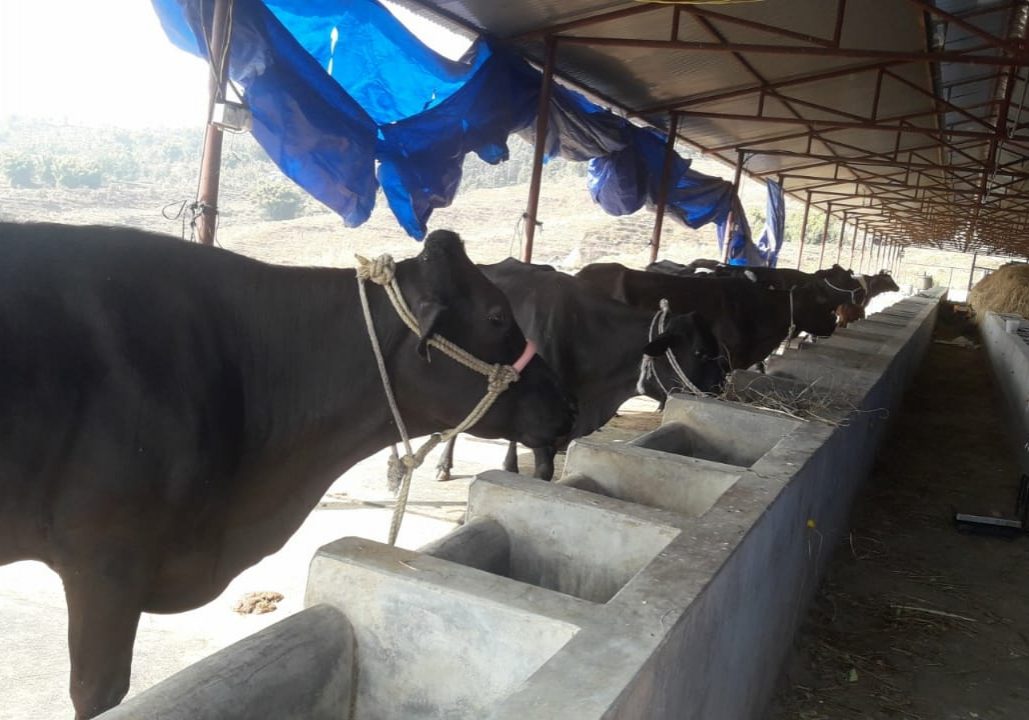 Cow Farming of Arava Nepal